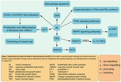 Chronic liver diseases and erectile dysfunction